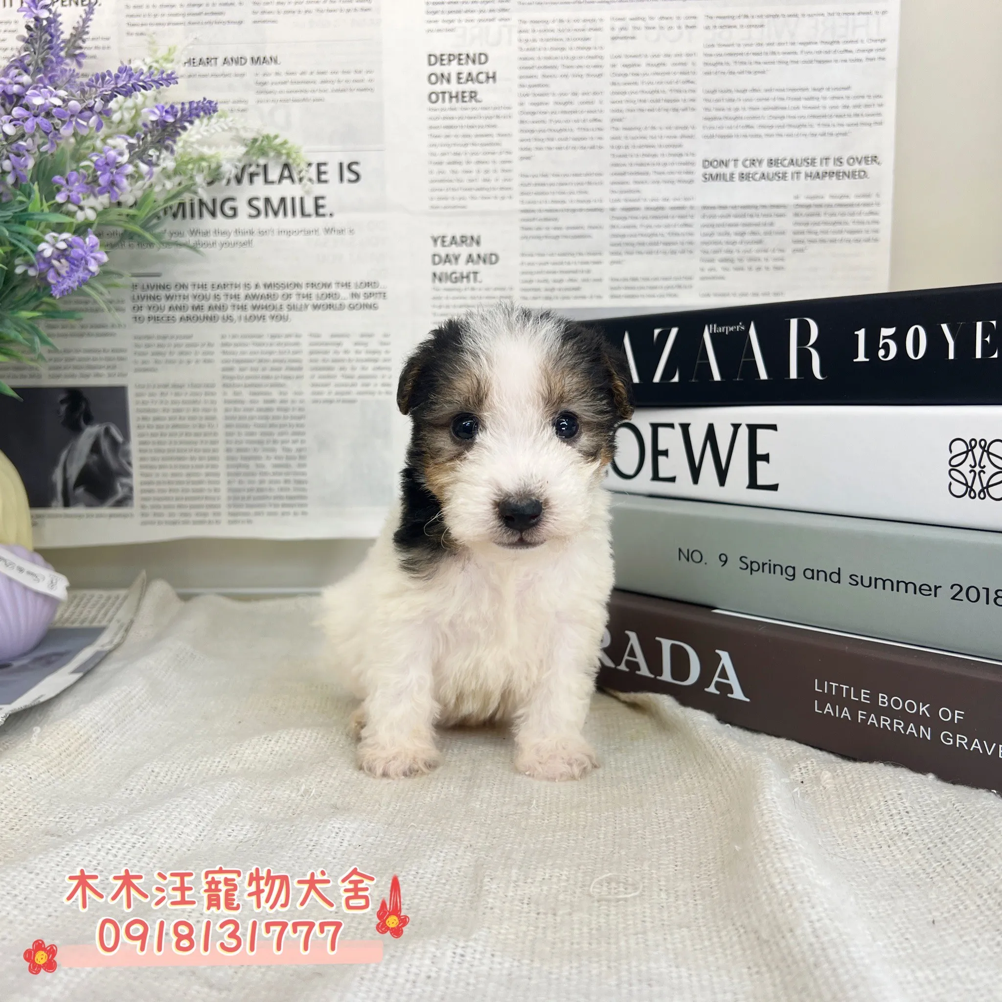 剛毛獵狐梗(懷亞鐵利亞)