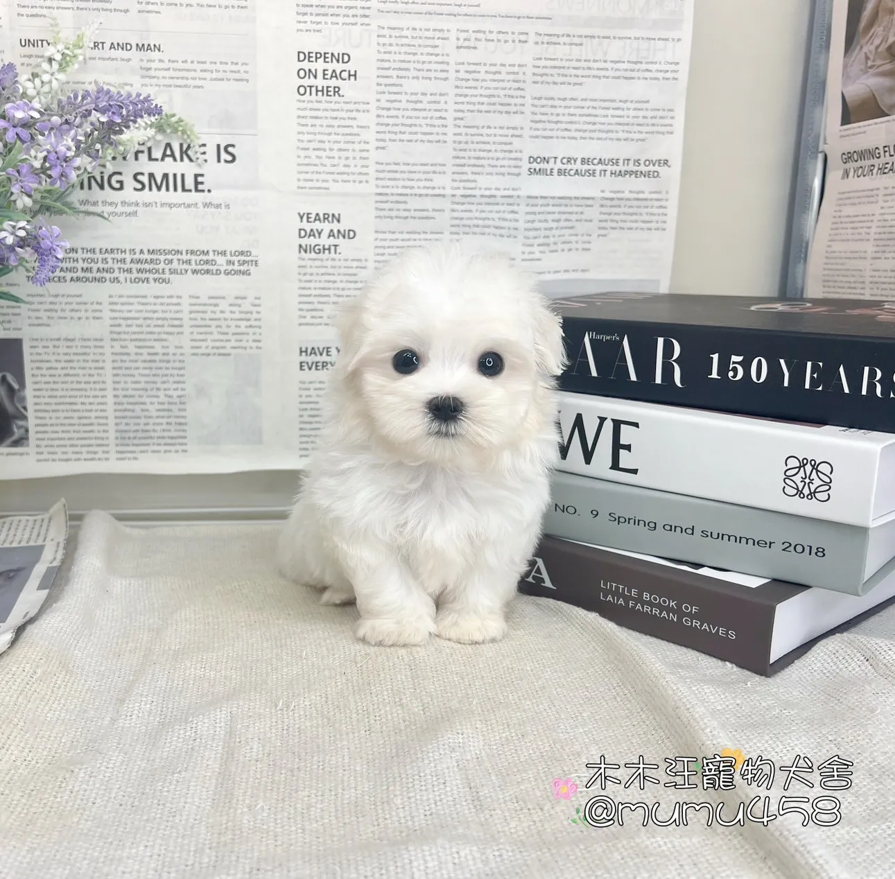 瑪爾濟斯
