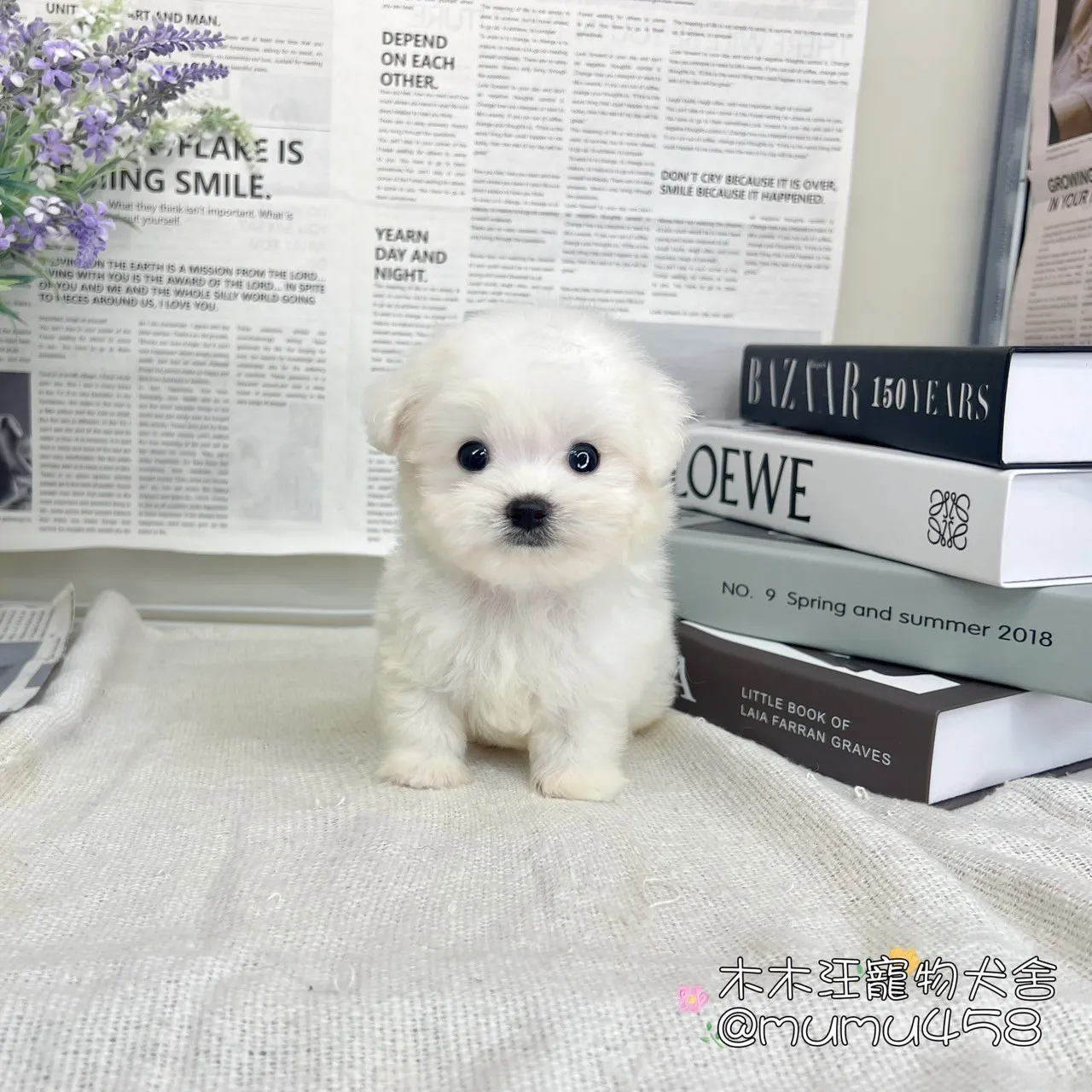 瑪爾濟斯