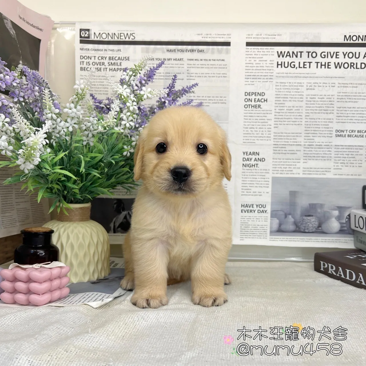 黃金獵犬