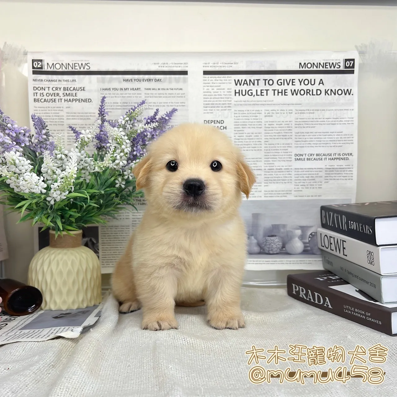 黃金獵犬
