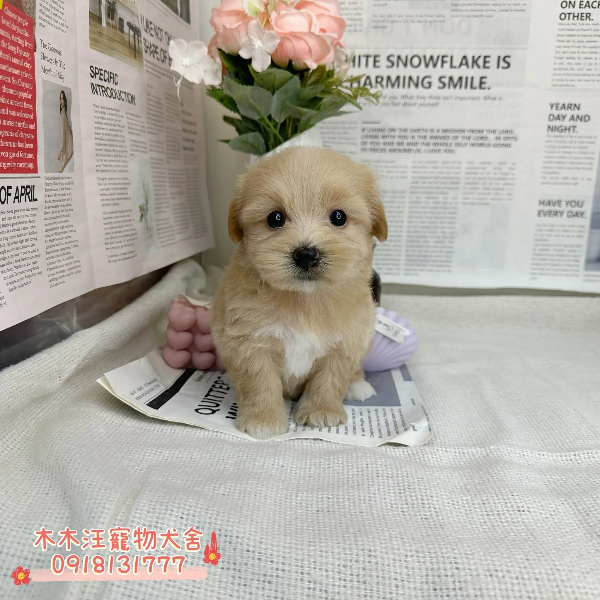 瑪爾泰迪(奶油)