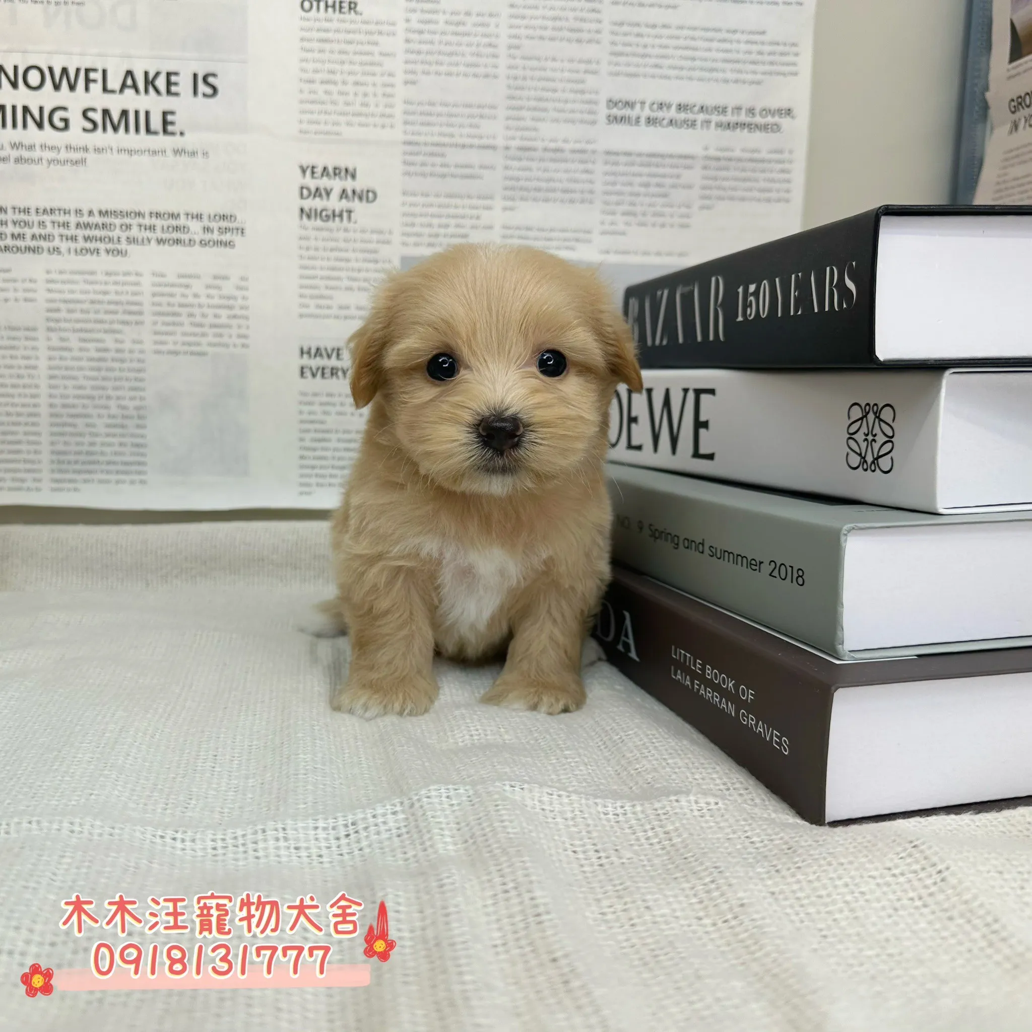 瑪爾泰迪(奶油)