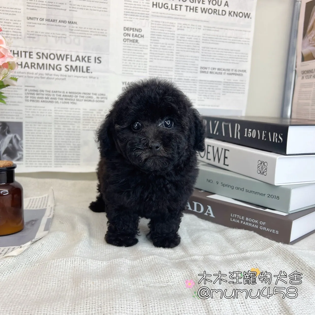 貴賓犬(黑色)
