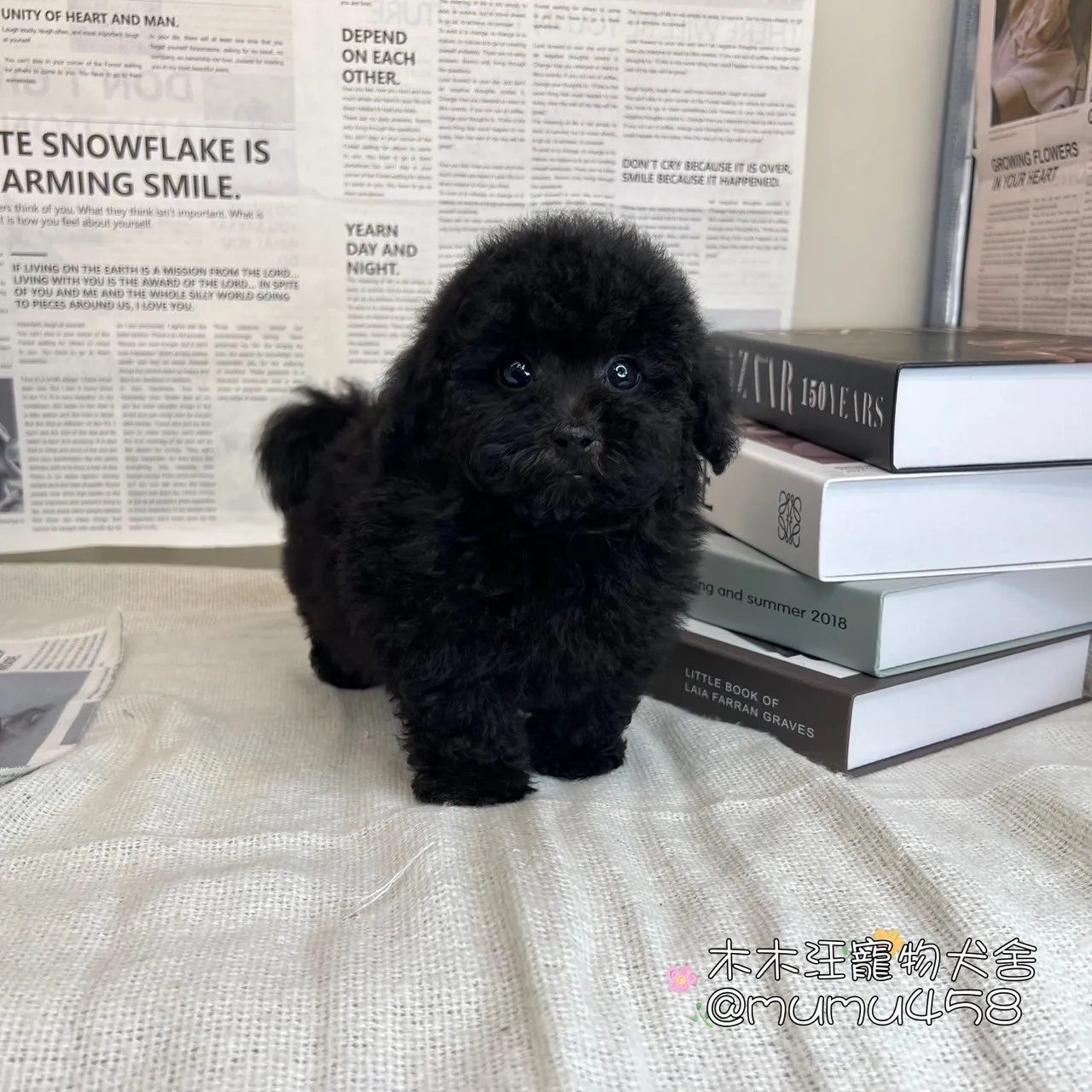 貴賓犬(黑色)