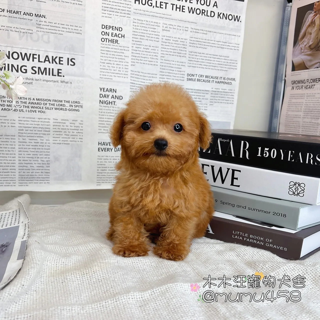 貴賓犬(奶油紅色)