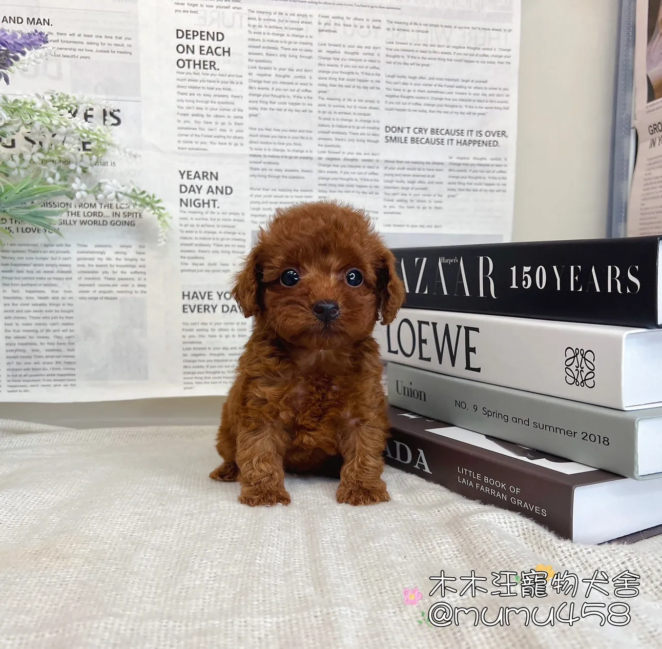貴賓犬(紅色)