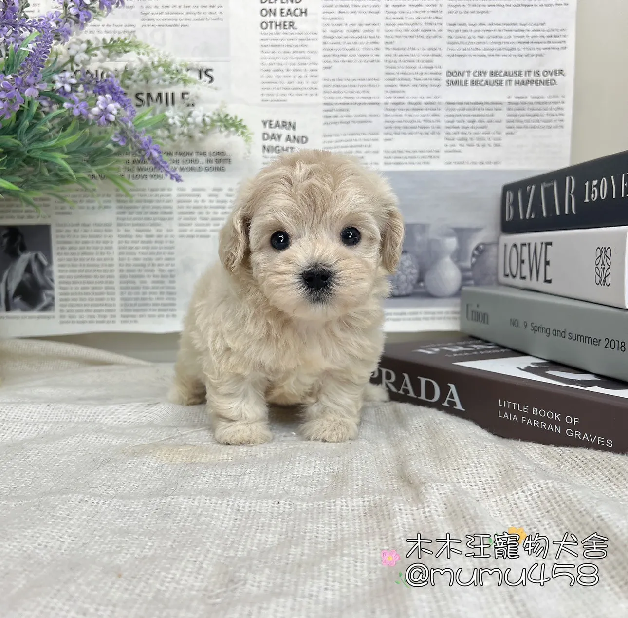 瑪爾泰迪(奶油)