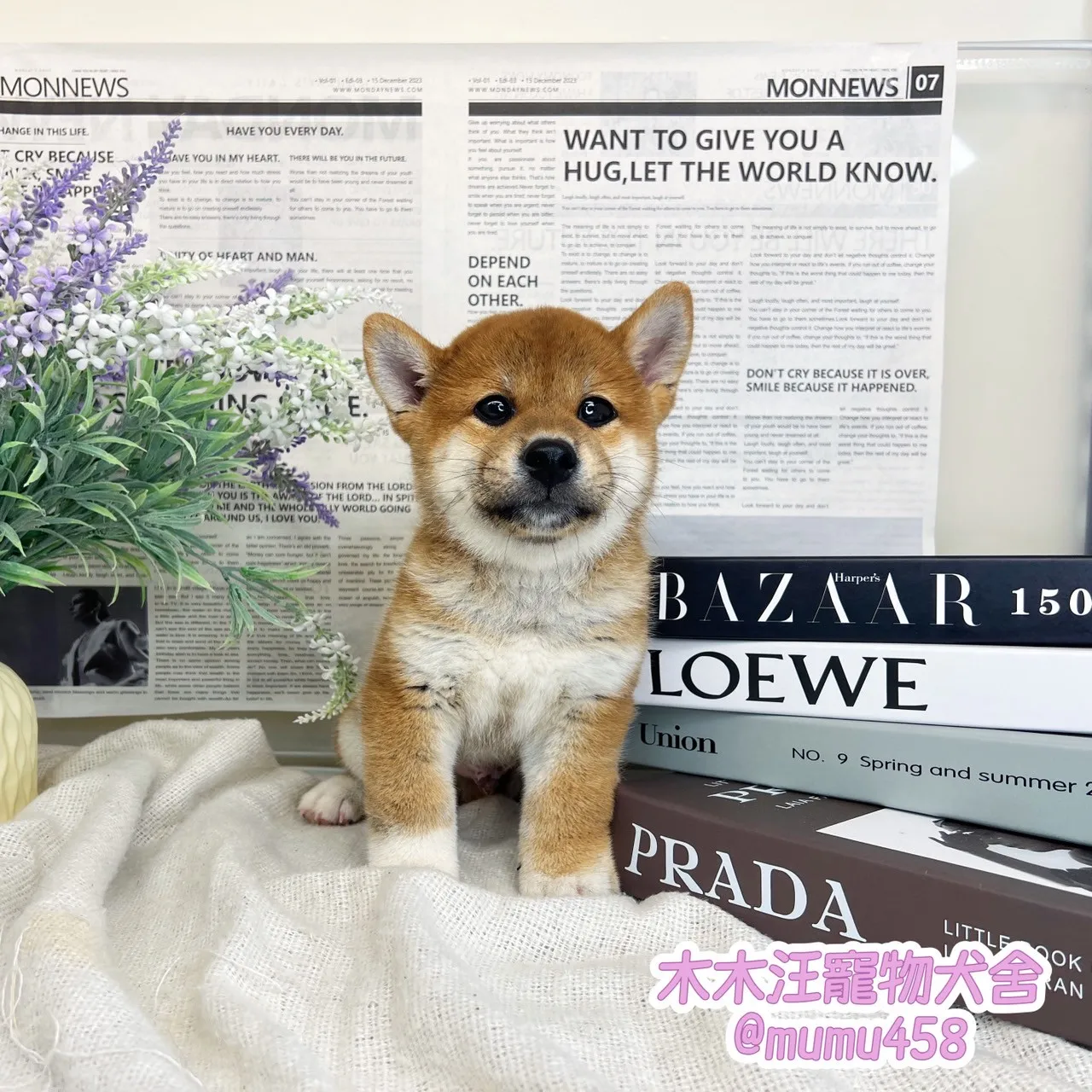 柴犬(赤色)