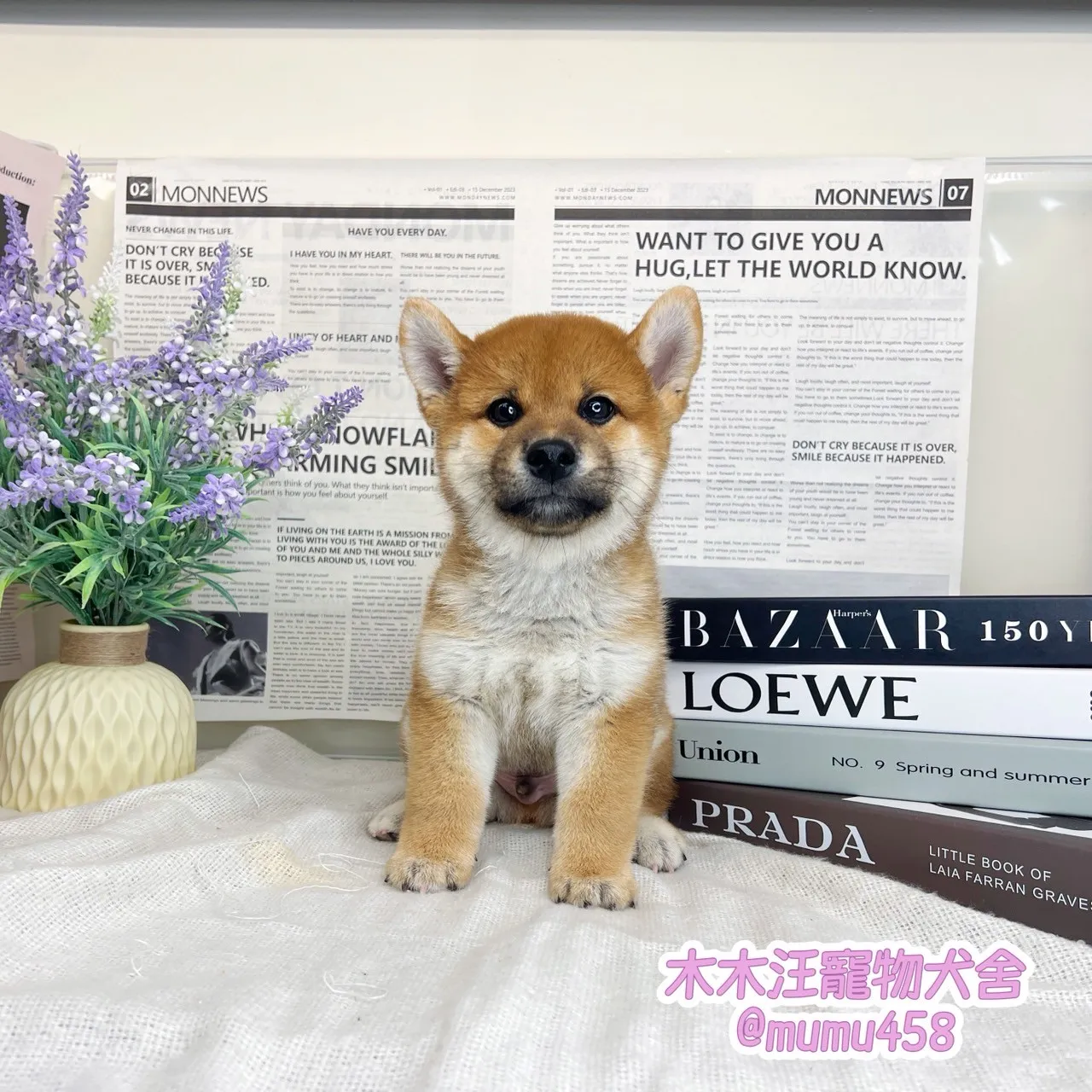 柴犬(赤色)