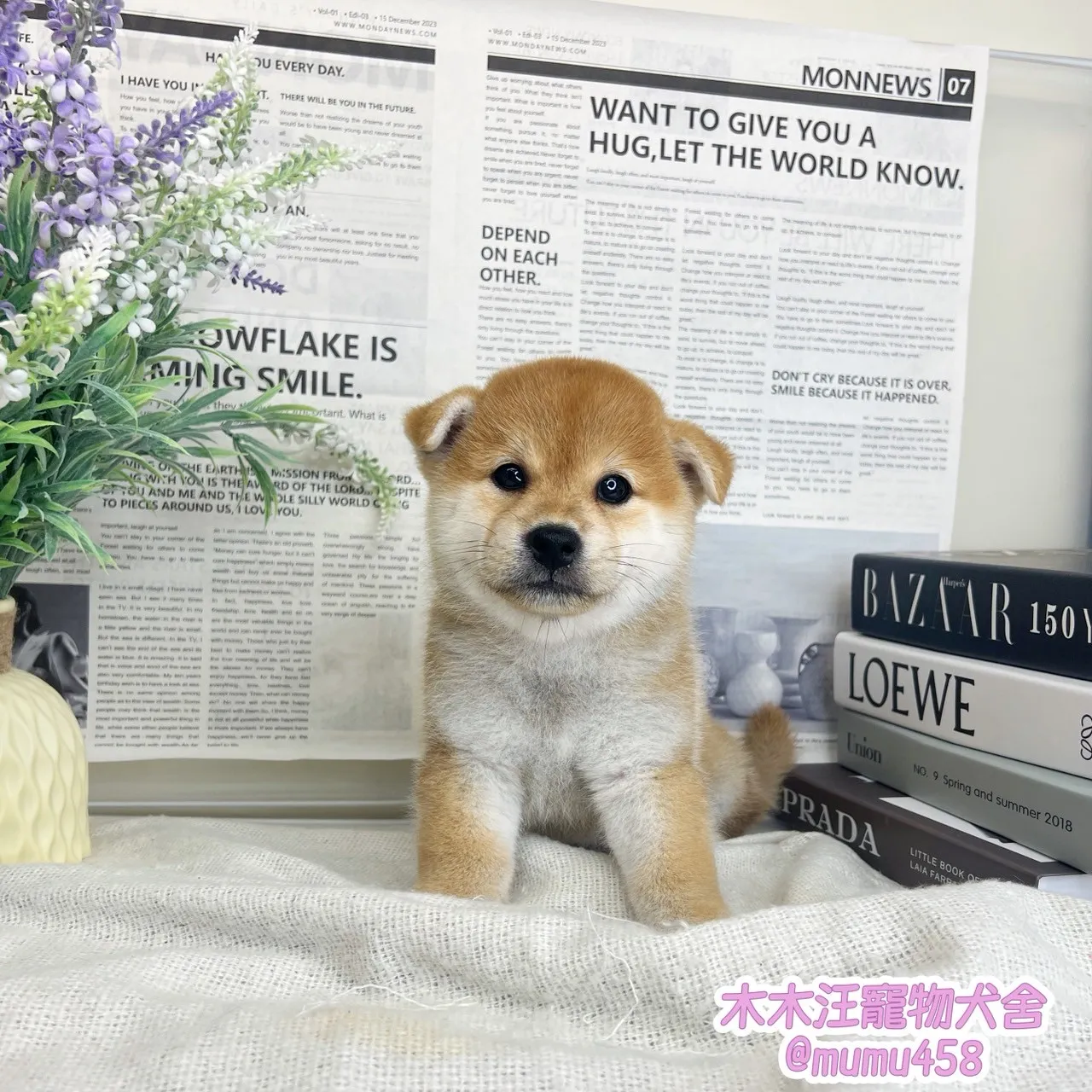 柴犬(赤色)