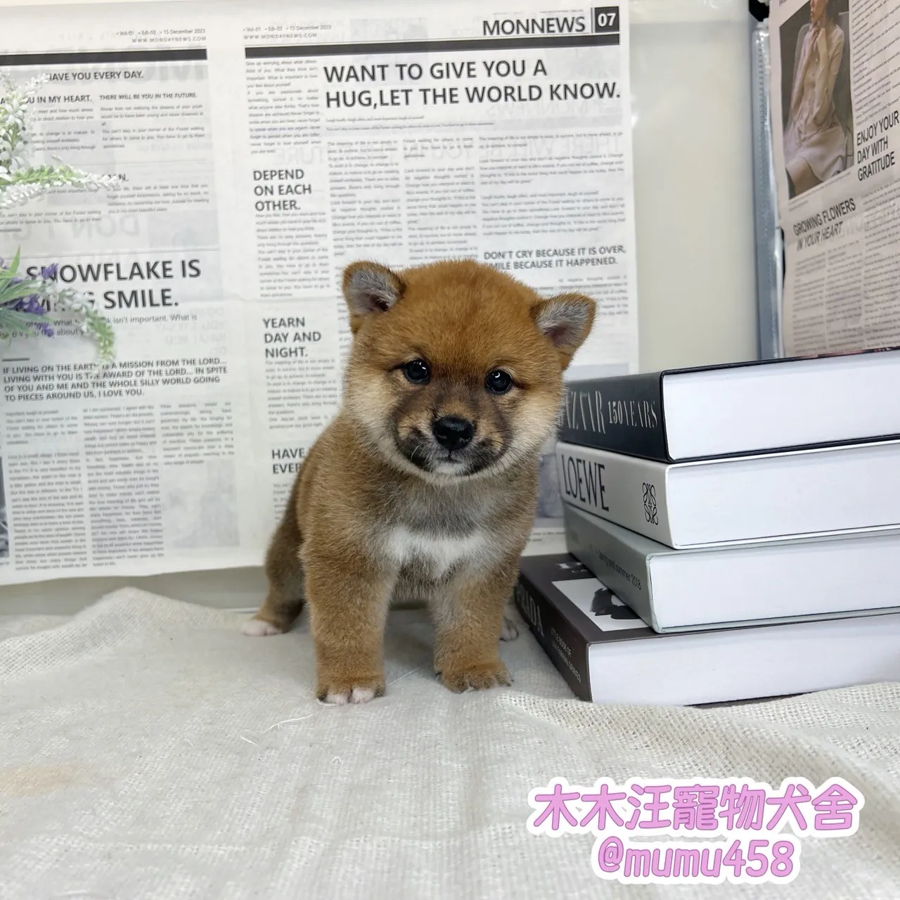 柴犬(赤色)
