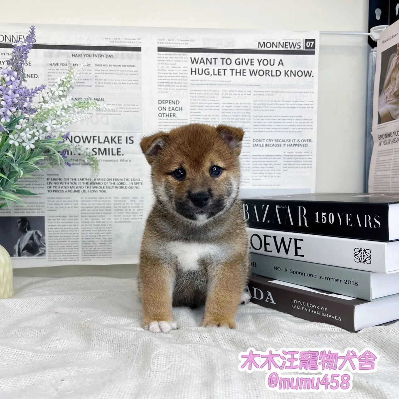 柴犬(赤色)