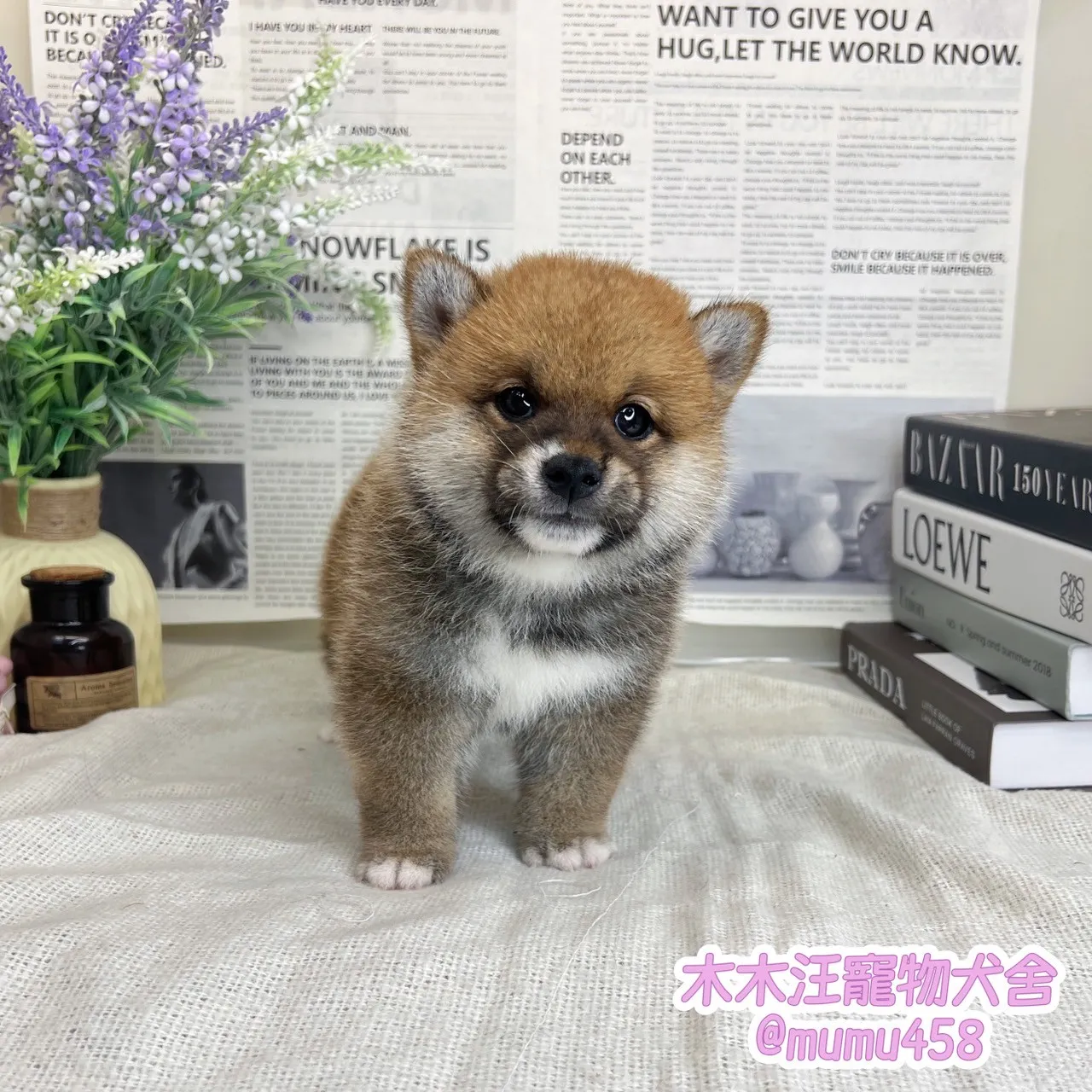 柴犬(赤色)