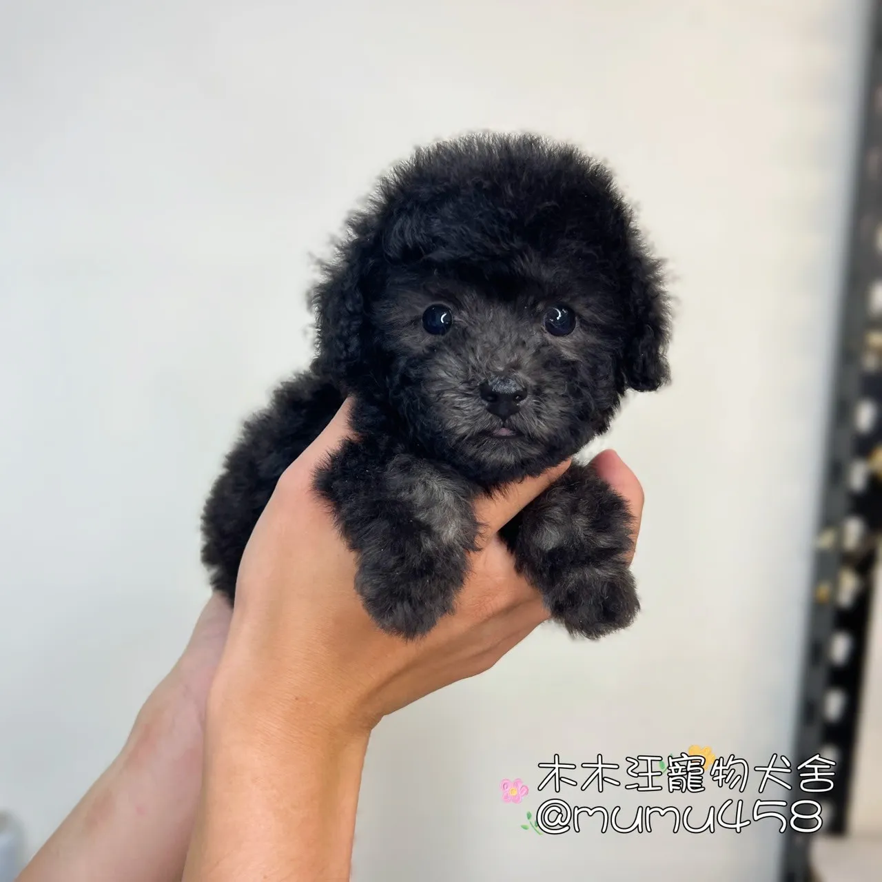 玩具貴賓(銀灰色)