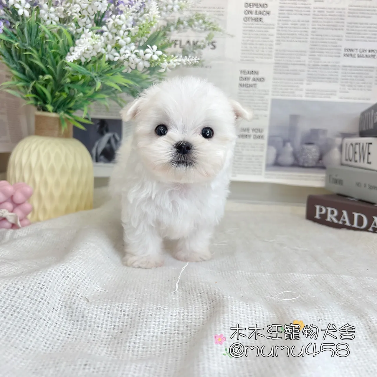 迷你型瑪爾濟斯