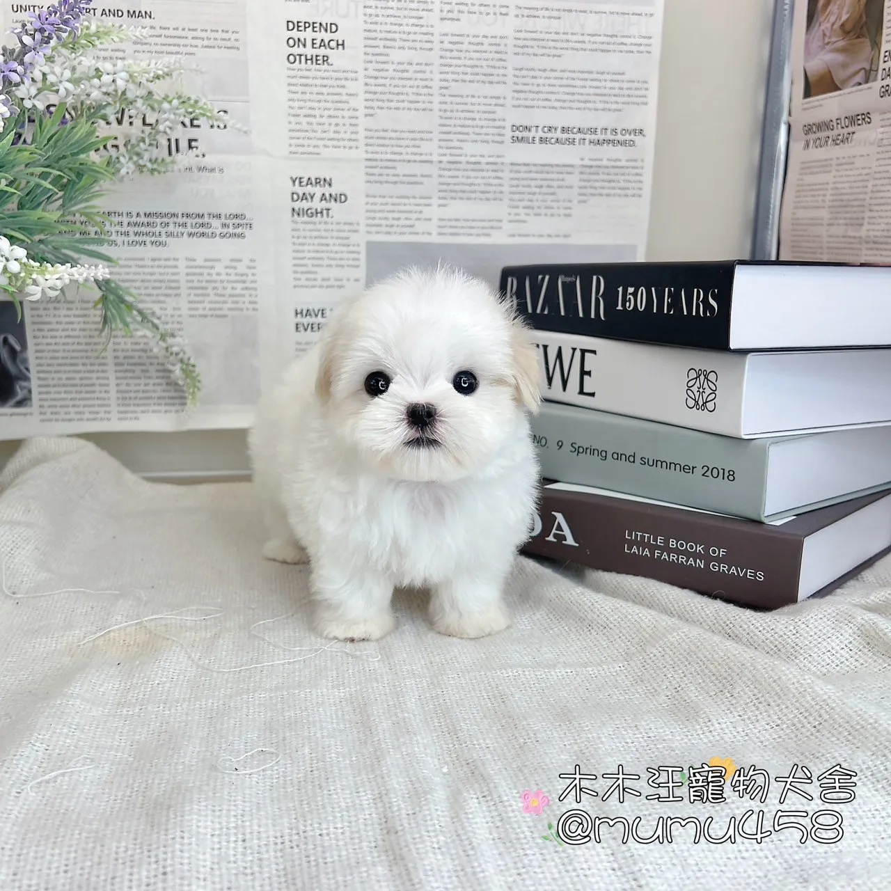 迷你型瑪爾濟斯