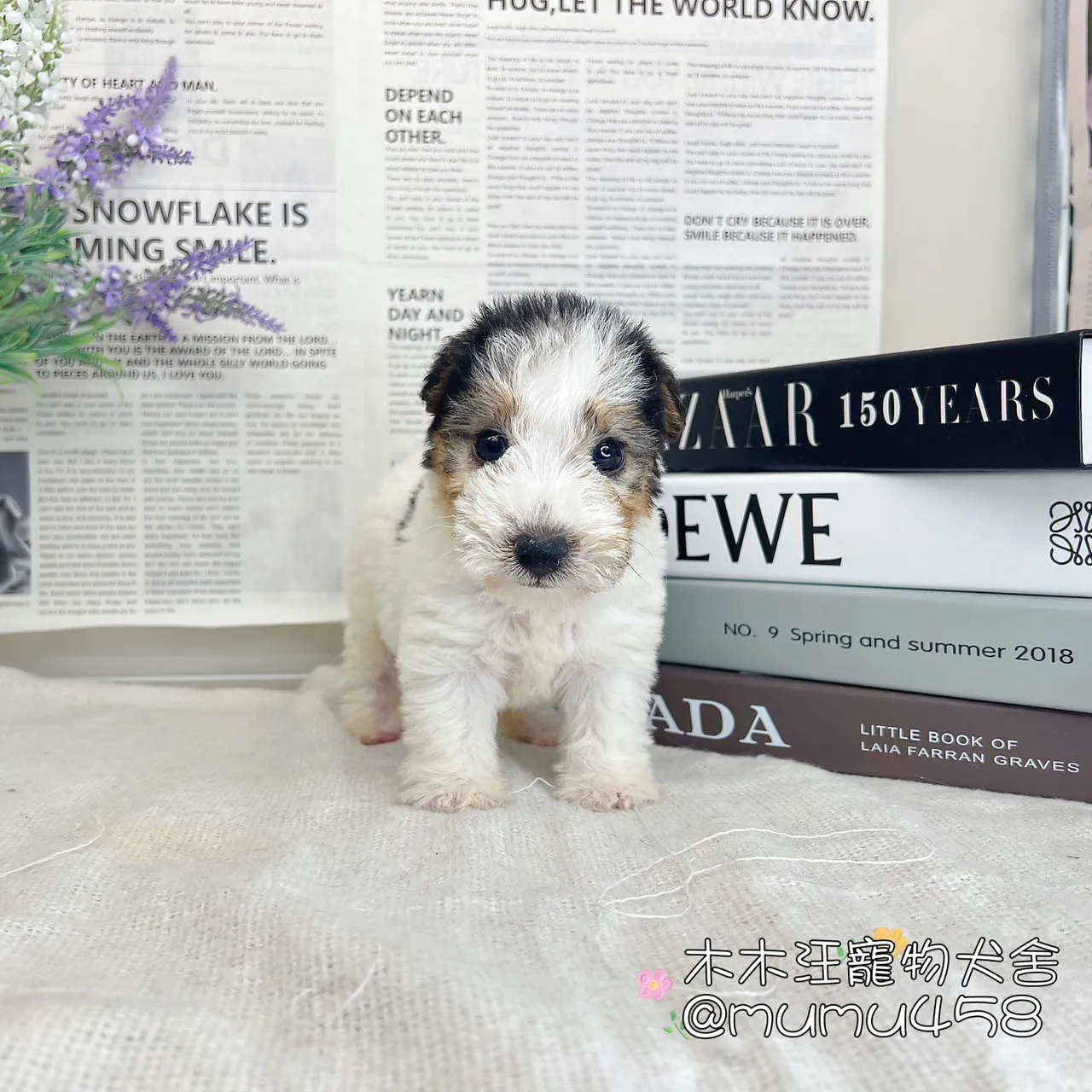 剛毛獵狐梗(懷亞鐵利亞)