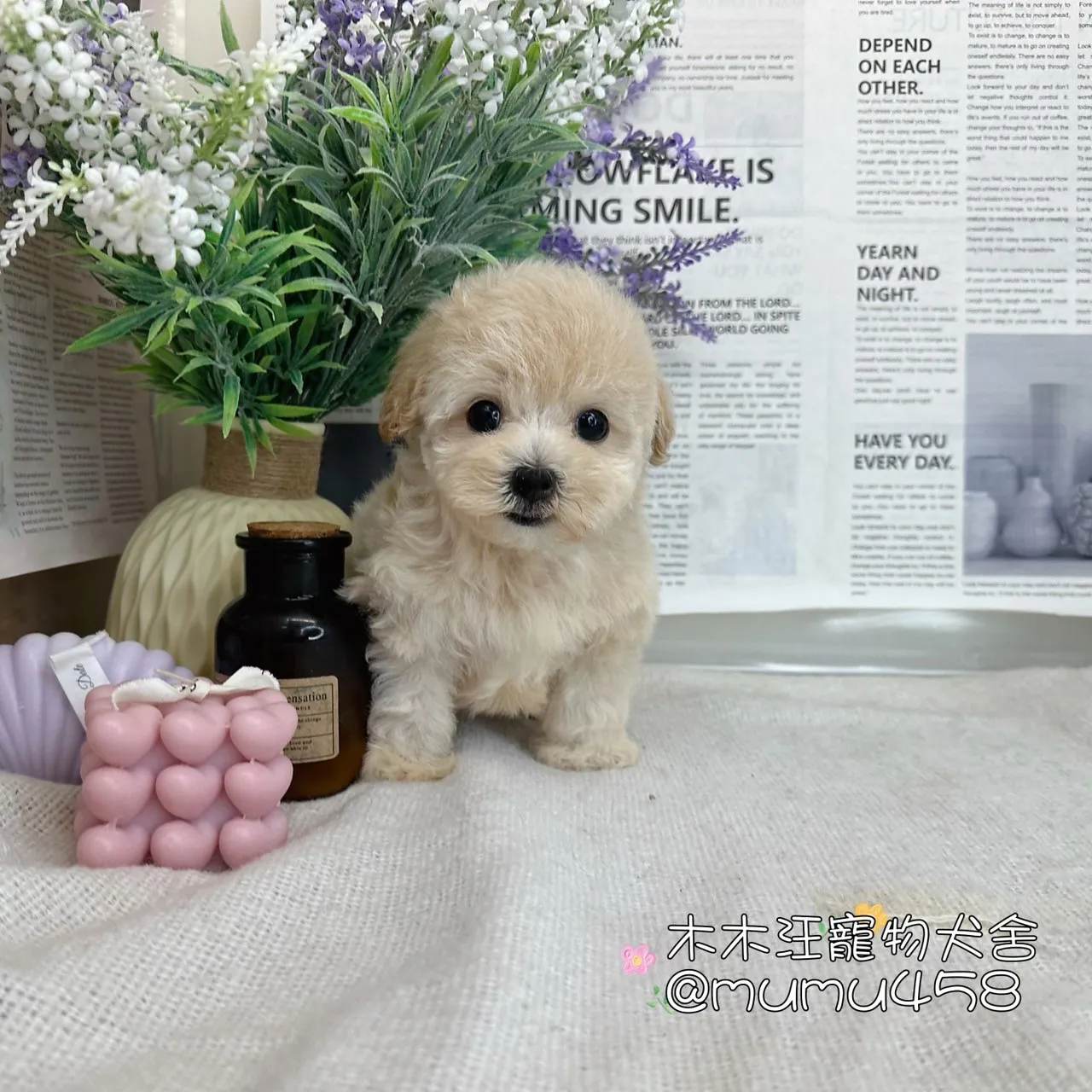 瑪爾泰迪(奶油)