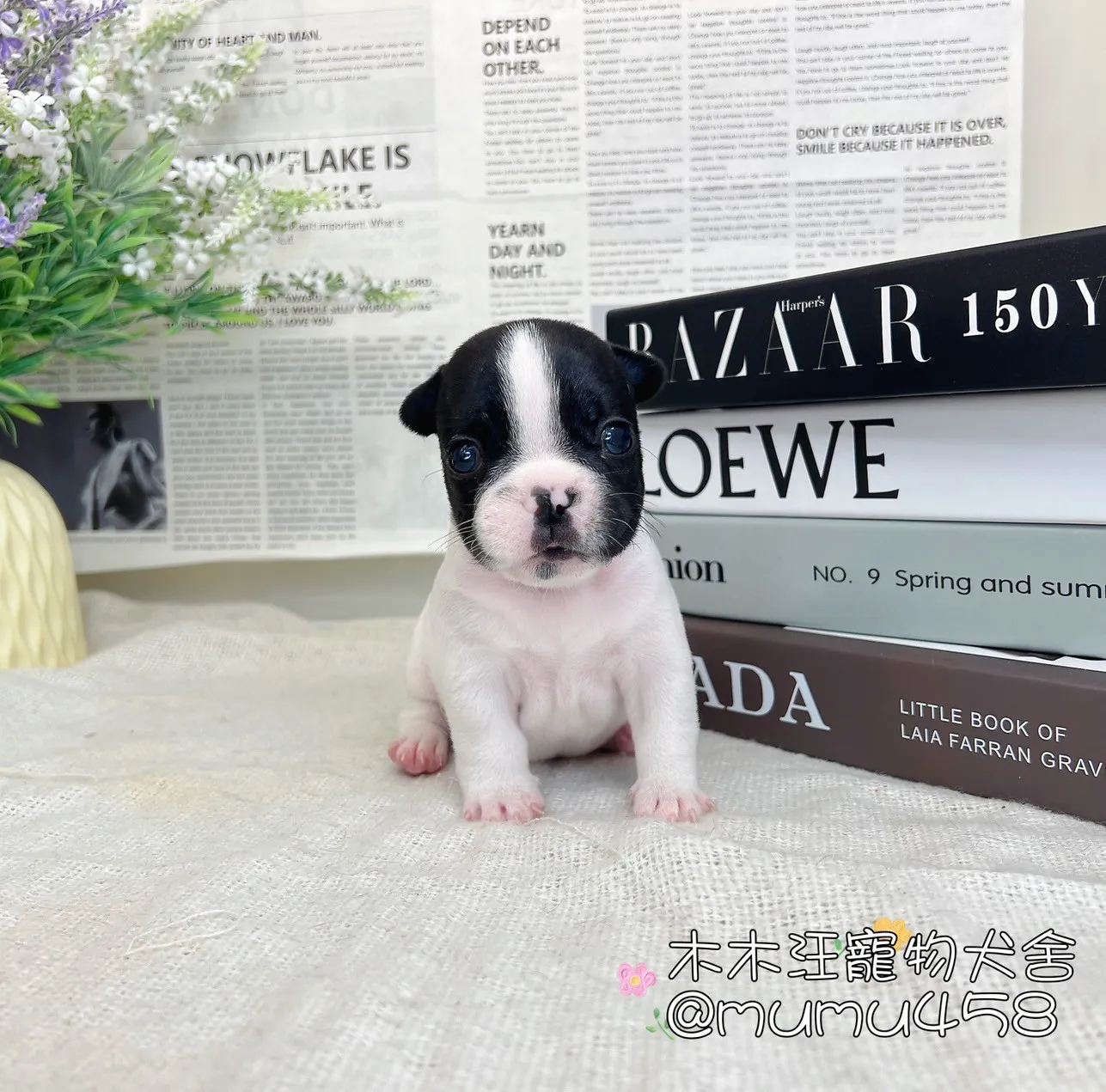 法國鬥牛犬(乳牛色)