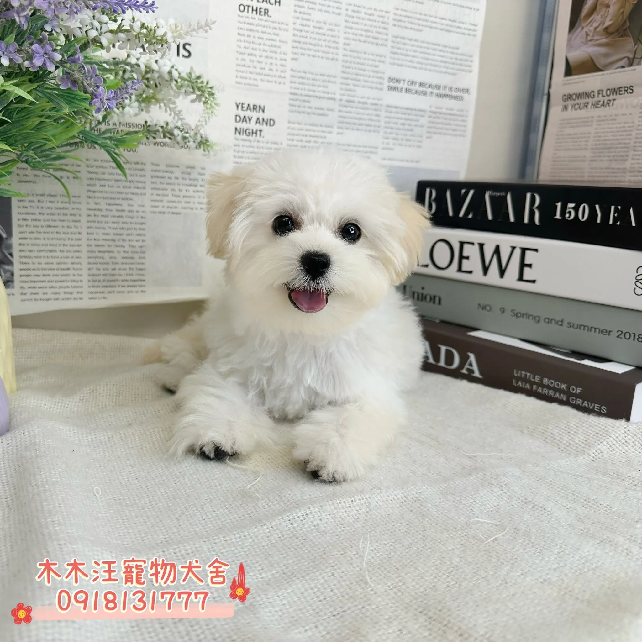 瑪爾濟斯