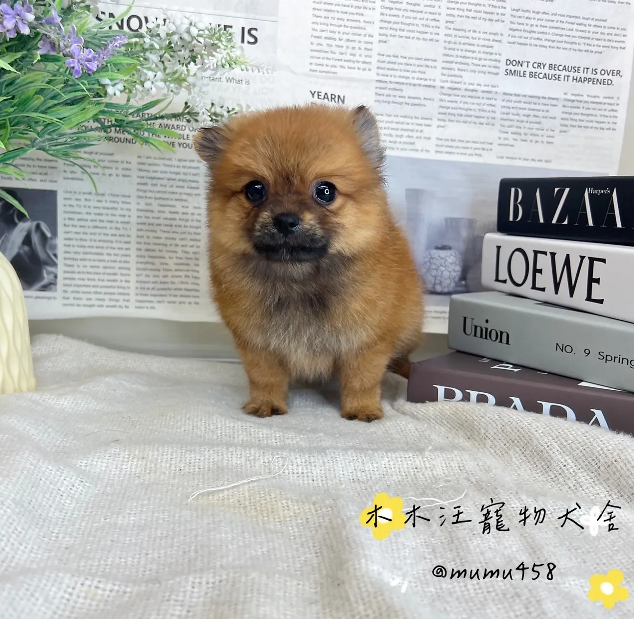 松鼠博美(紅棕)