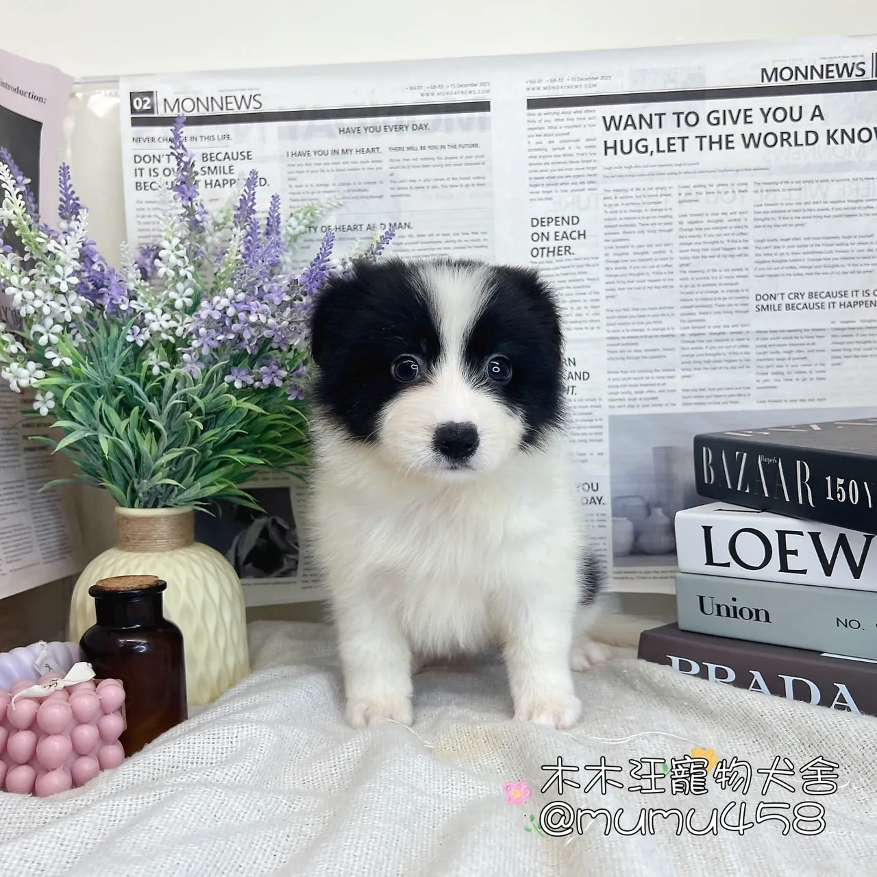 邊境牧羊犬(黑白色)
