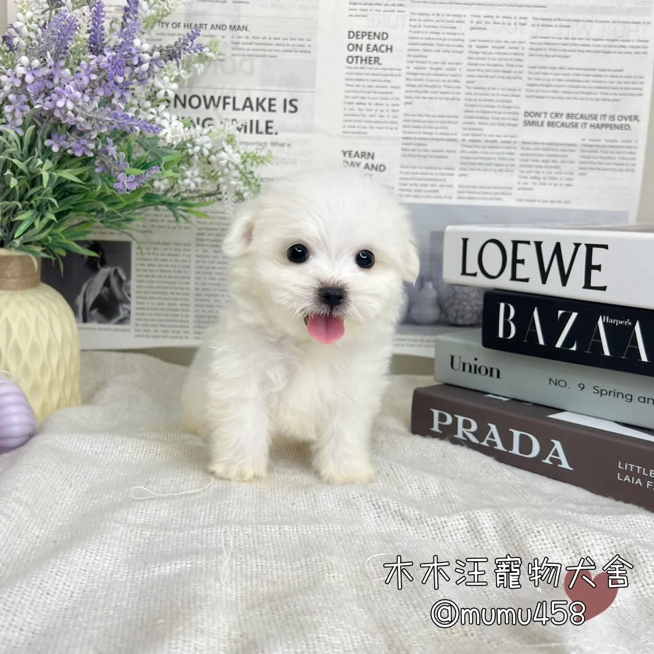 迷你型瑪爾濟斯