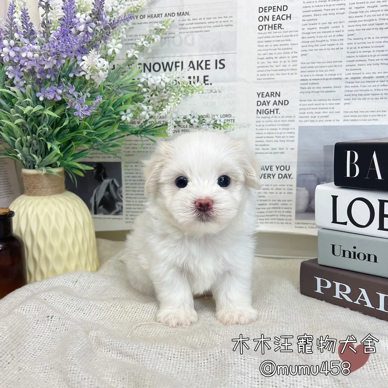 迷你型瑪爾濟斯