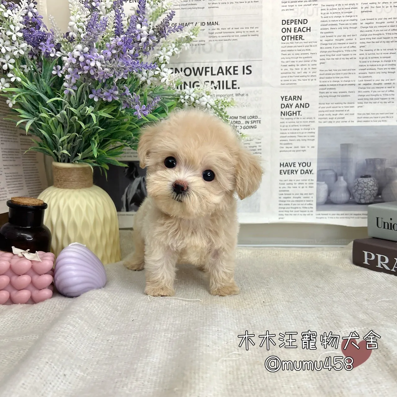 瑪爾泰迪(奶油)