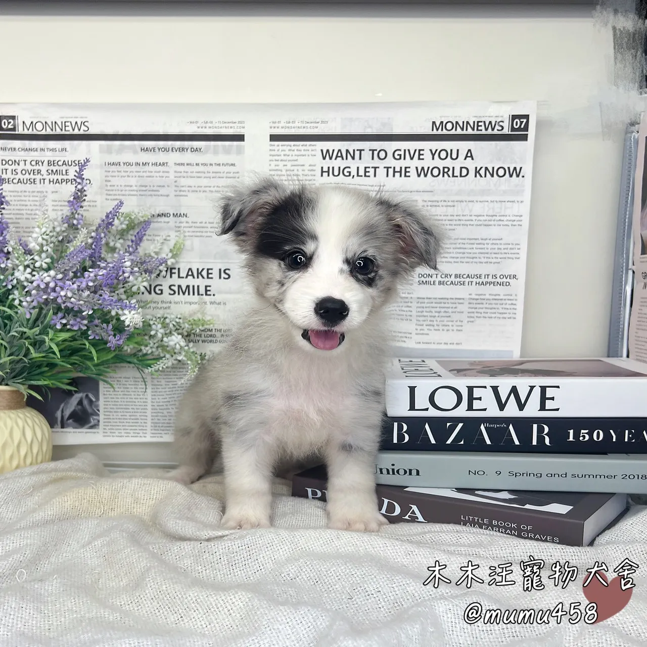 邊境牧羊犬(隕石色)