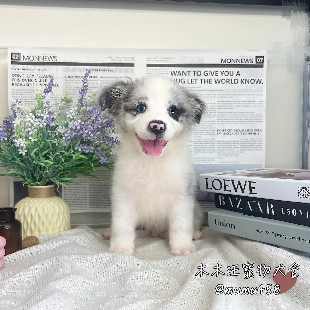 邊境牧羊犬(隕石色)