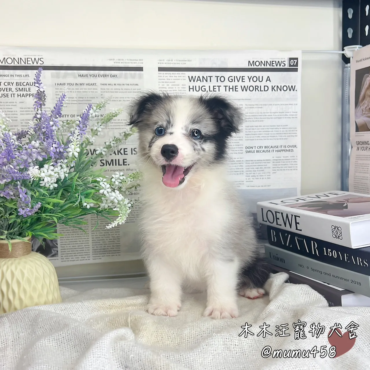邊境牧羊犬(隕石色)
