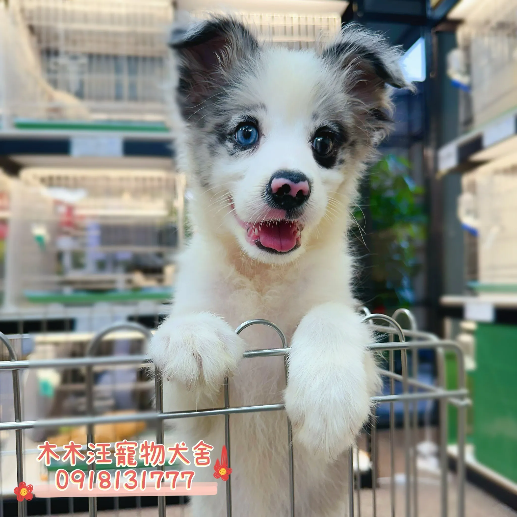 邊境牧羊犬(隕石色)