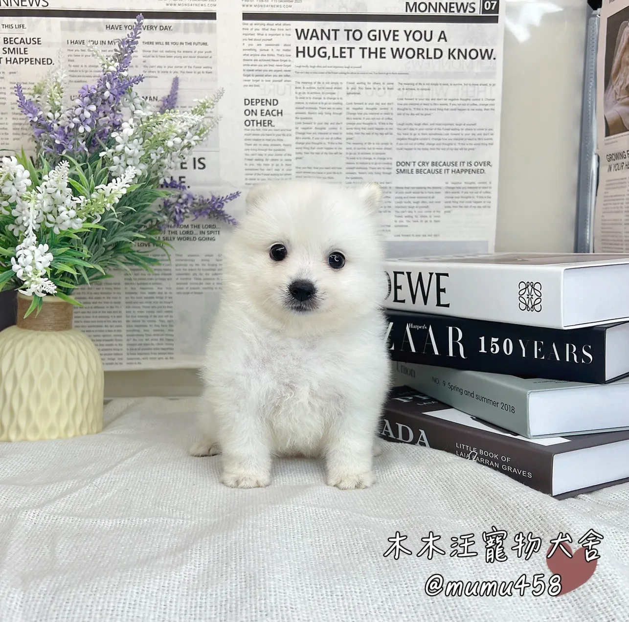 狐狸犬