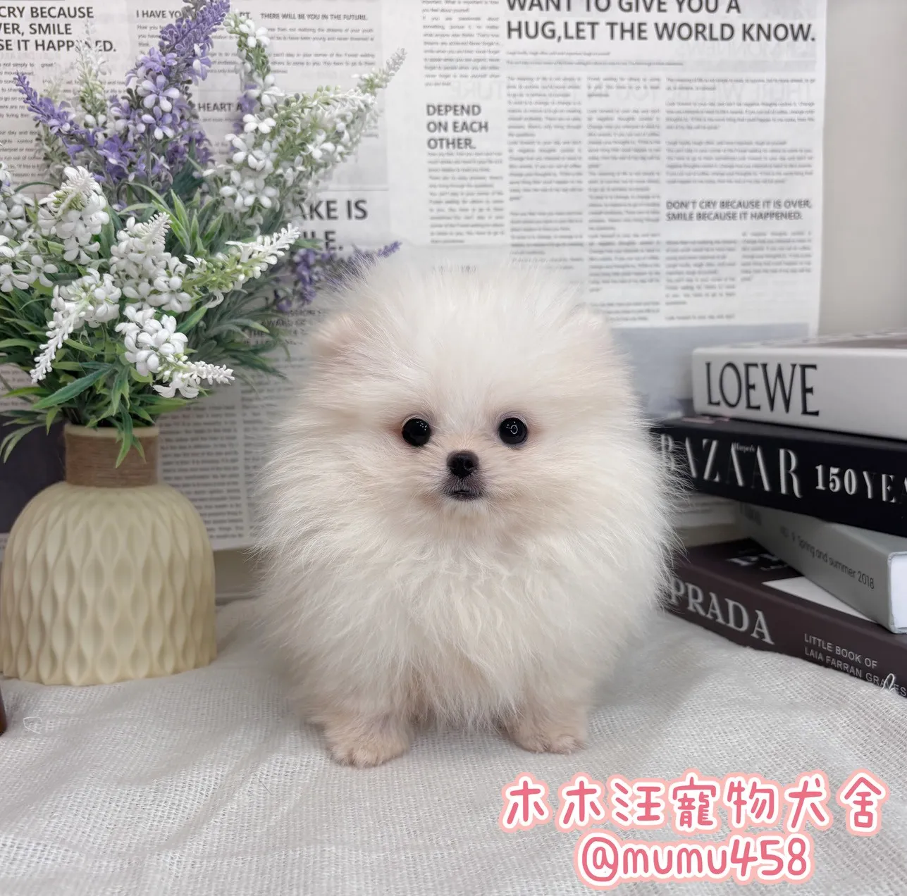 松鼠博美(白)
