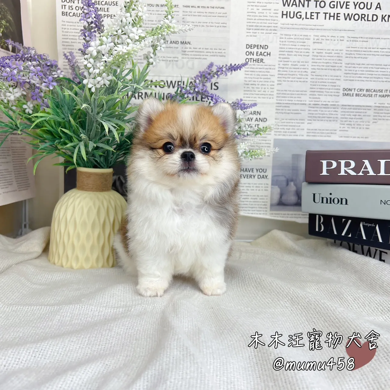 松鼠博美(奶油白花)