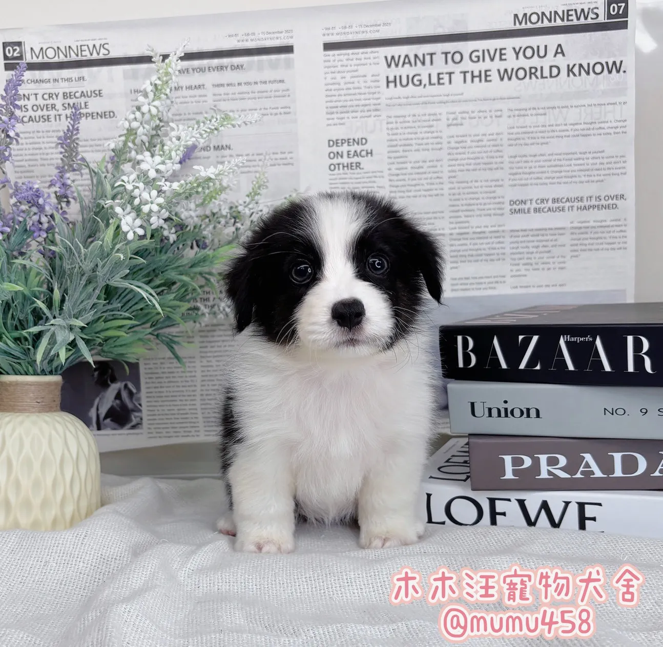 邊境牧羊犬(黑白色)