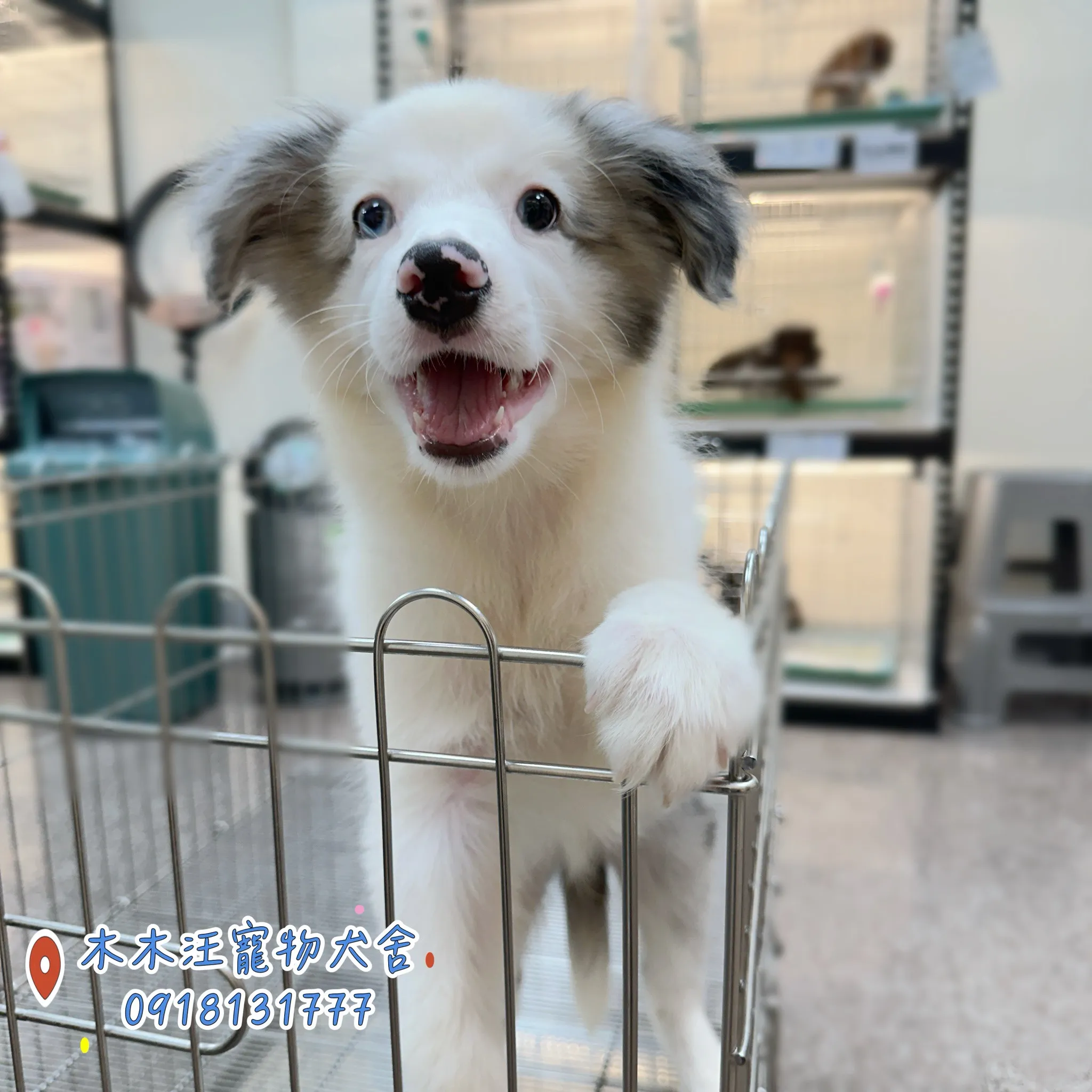 邊境牧羊犬(隕石色)