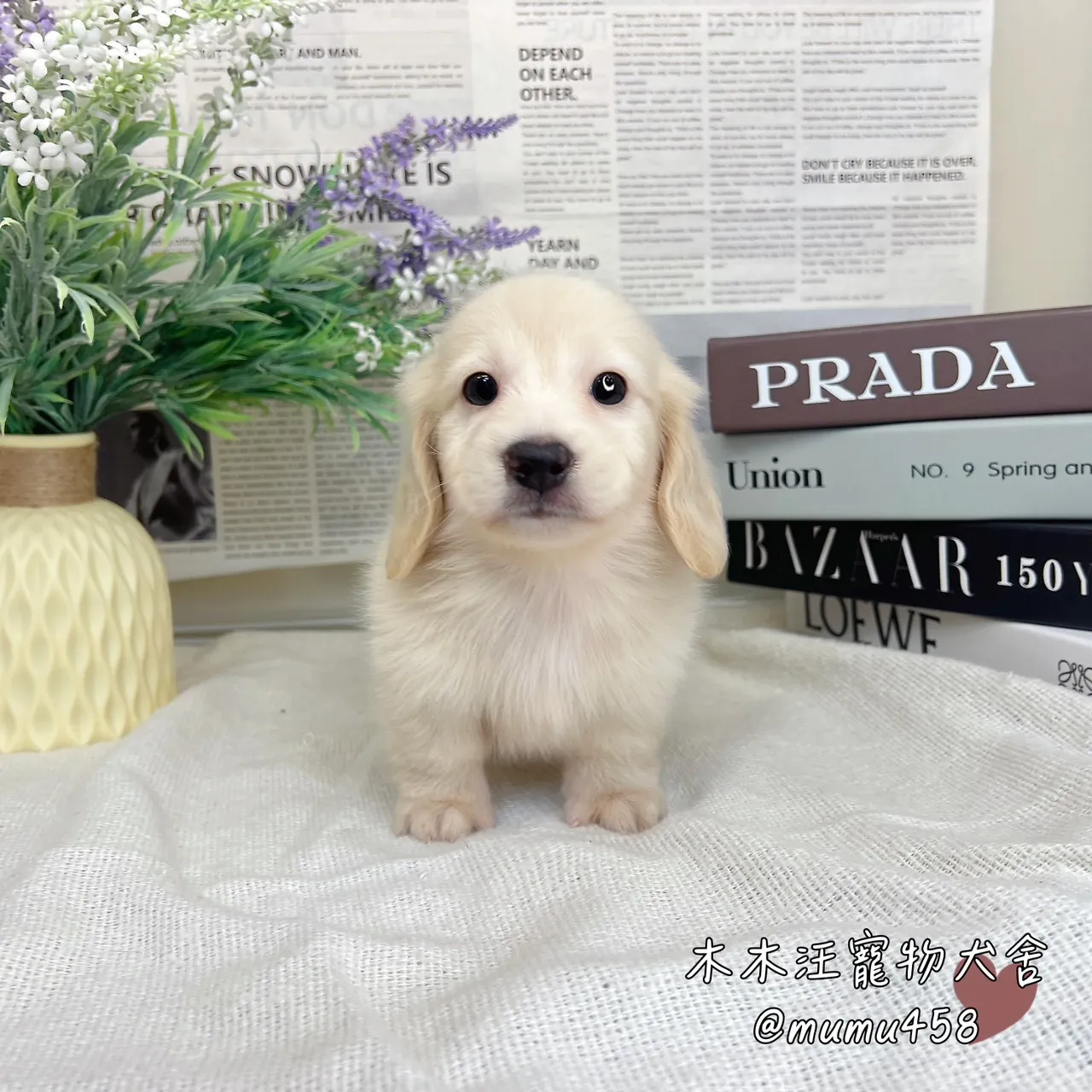 長毛臘腸(奶油色)