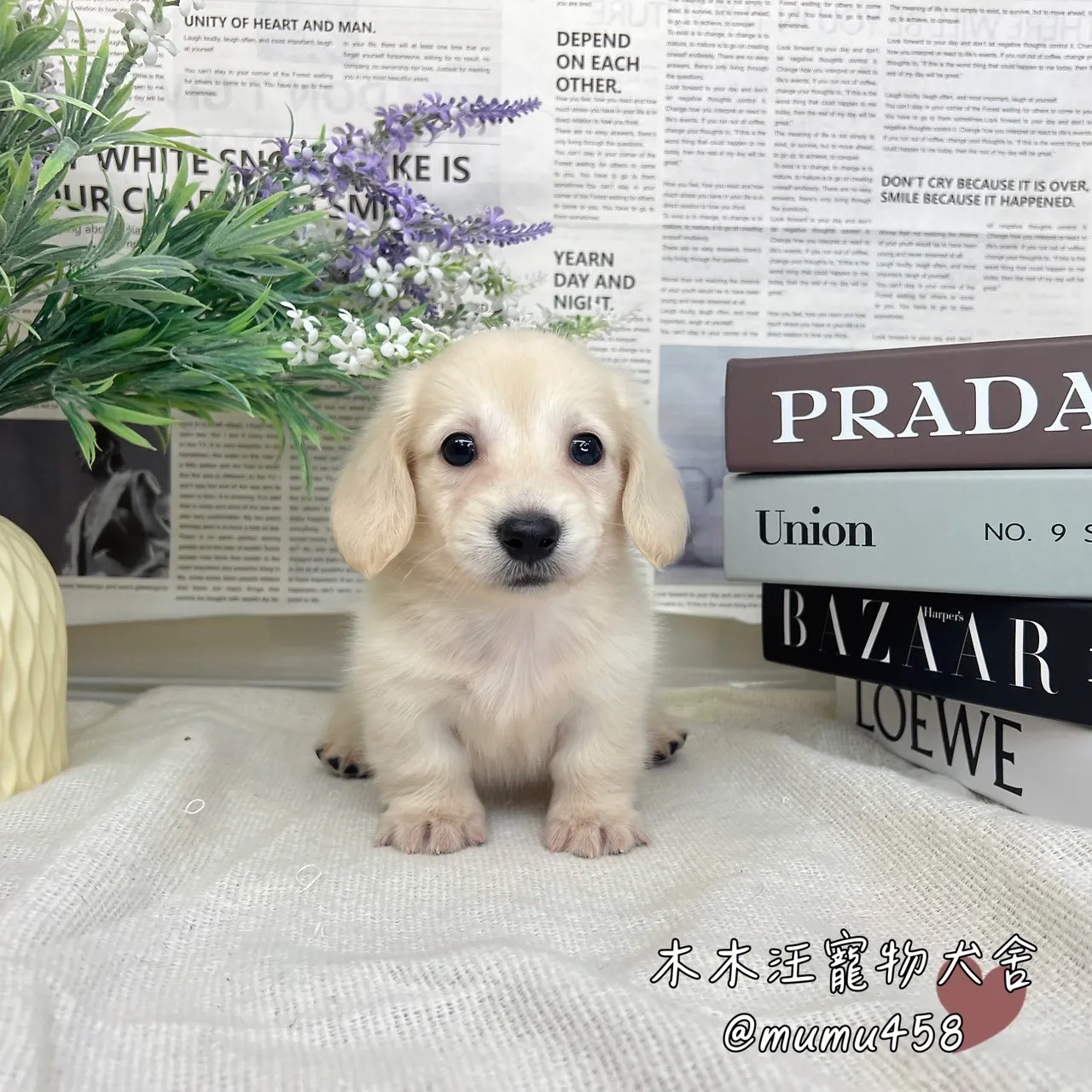 長毛臘腸(奶油色)