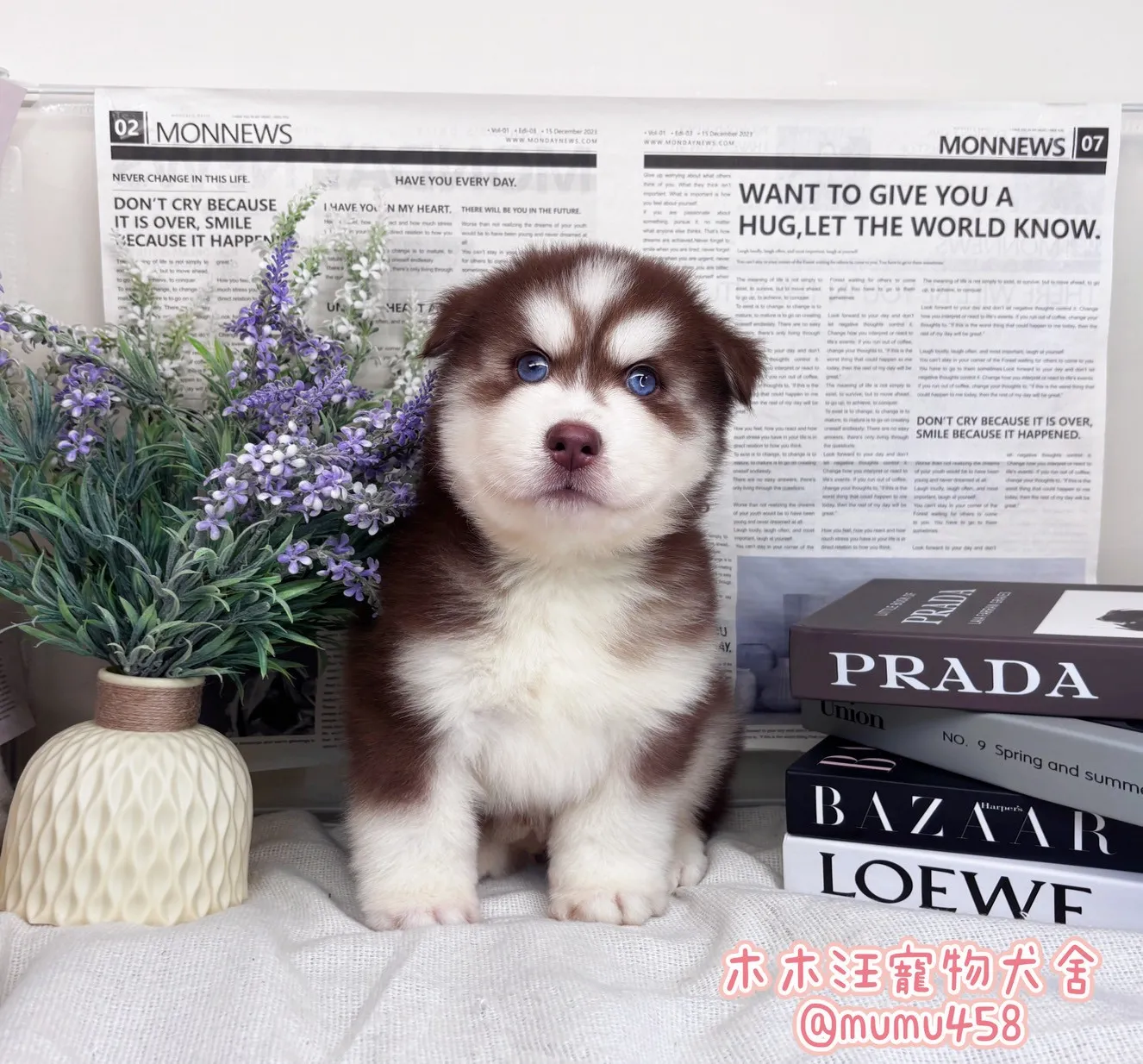 西伯利亞哈士奇(紅白)