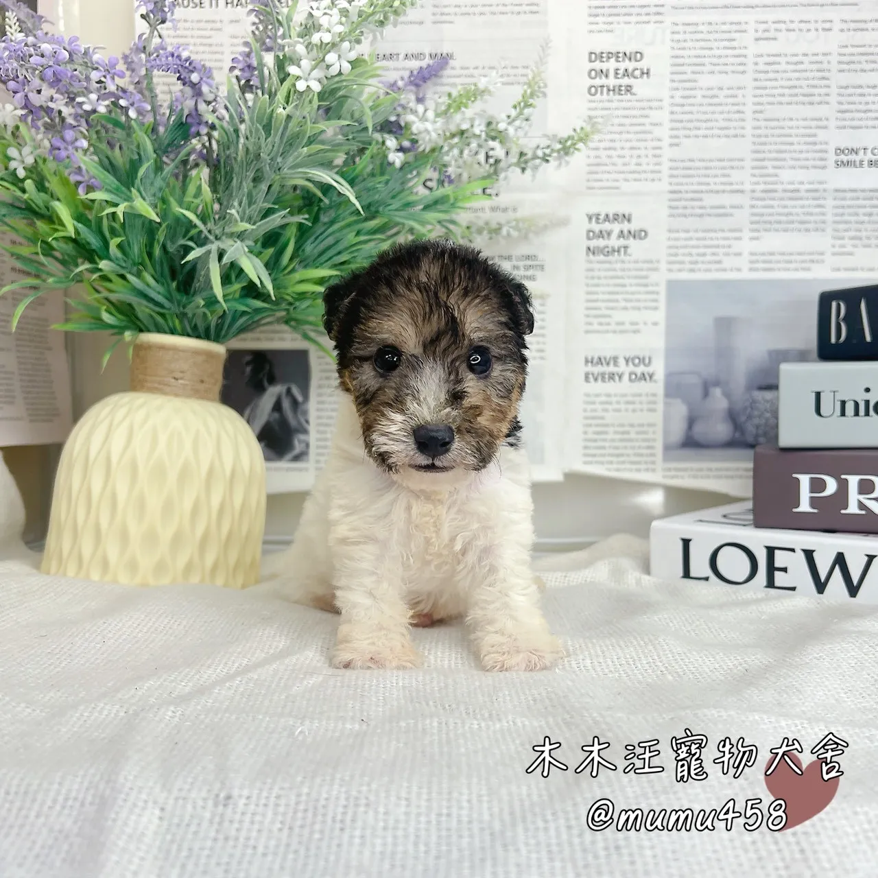 剛毛獵狐梗(懷亞鐵利亞)