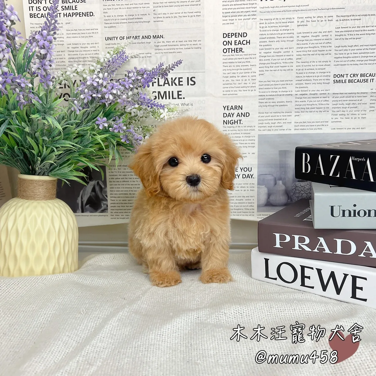 瑪爾泰迪(奶油)