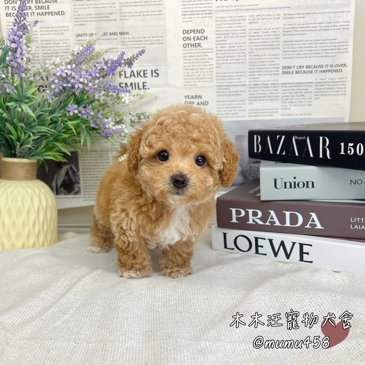 瑪爾泰迪(奶油白花)