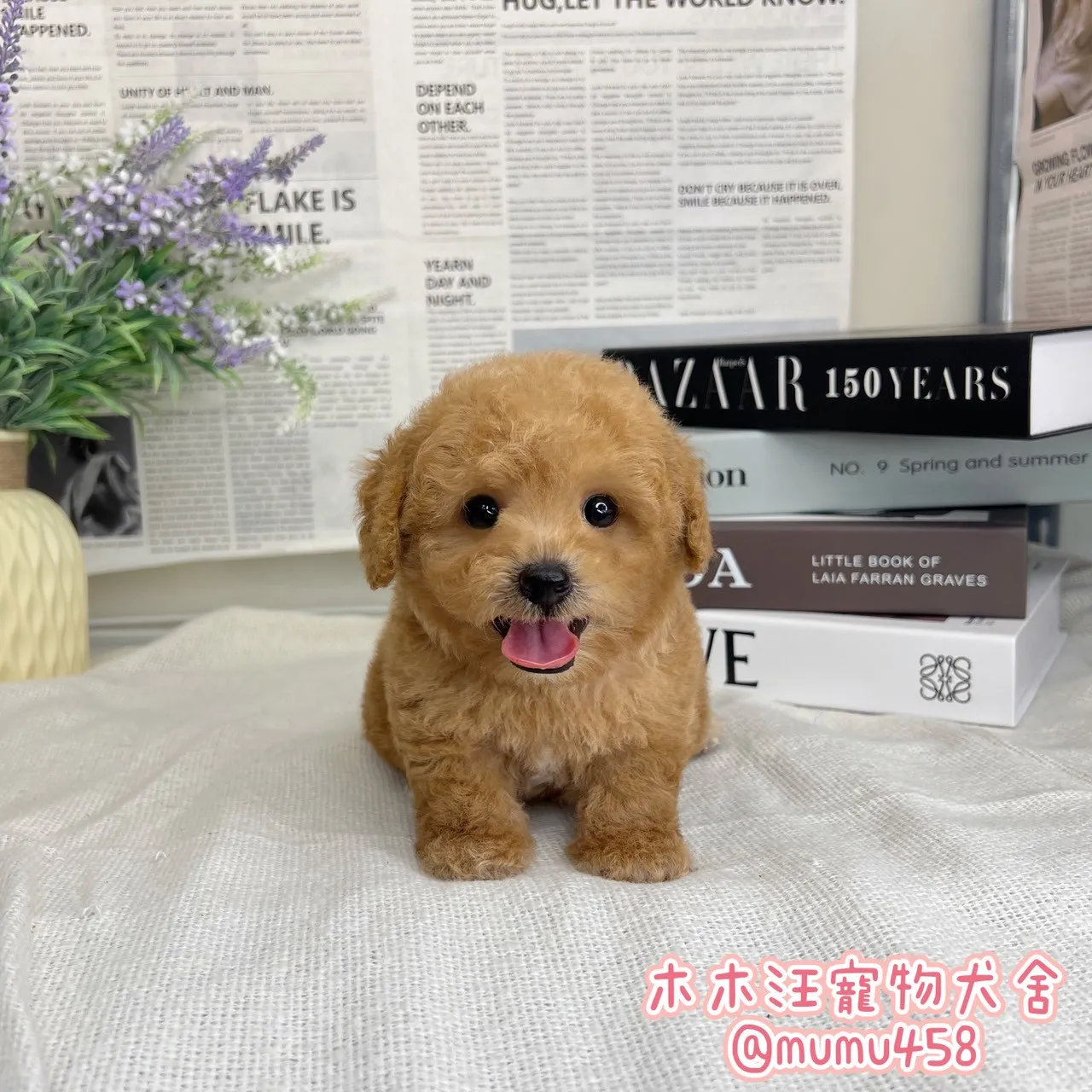 瑪爾泰迪(奶油)