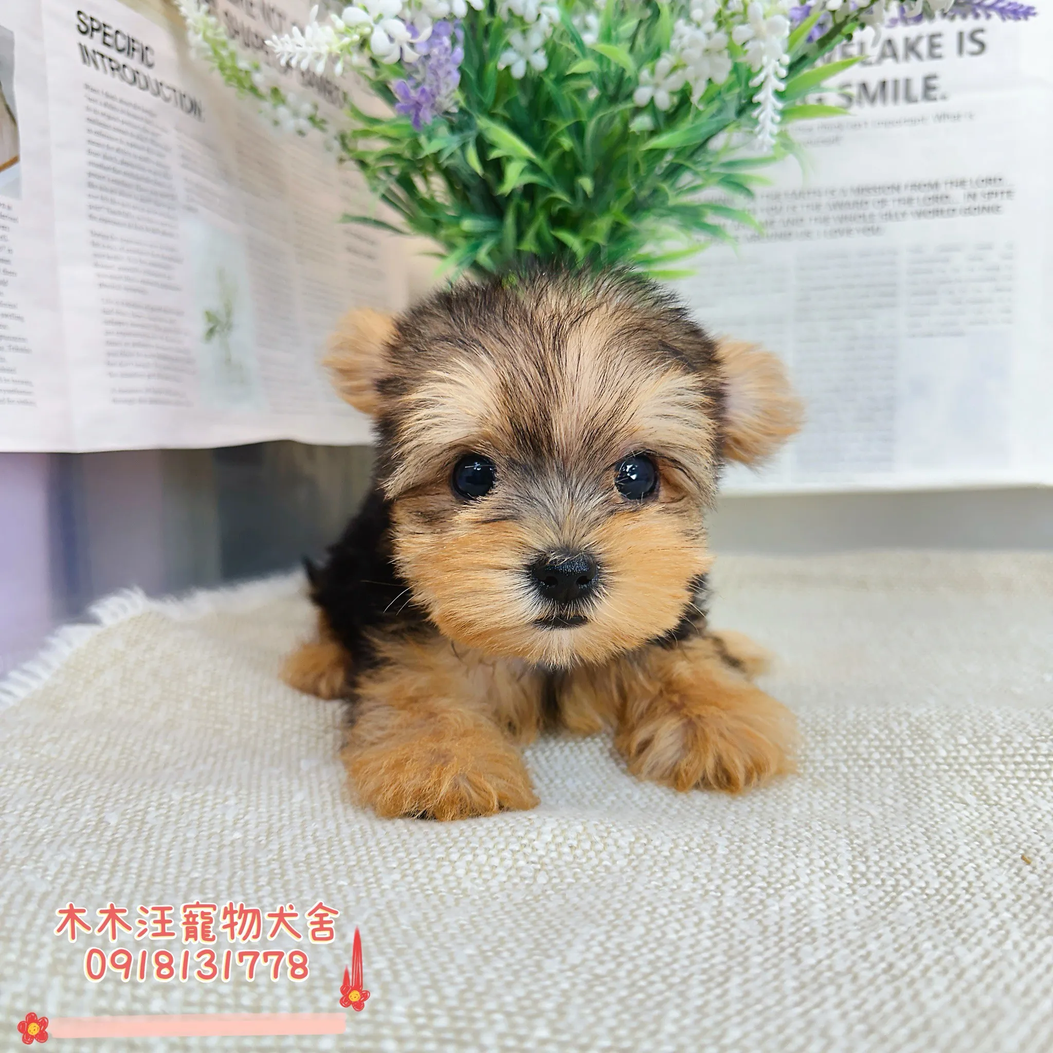 約克夏(金頭銀背)