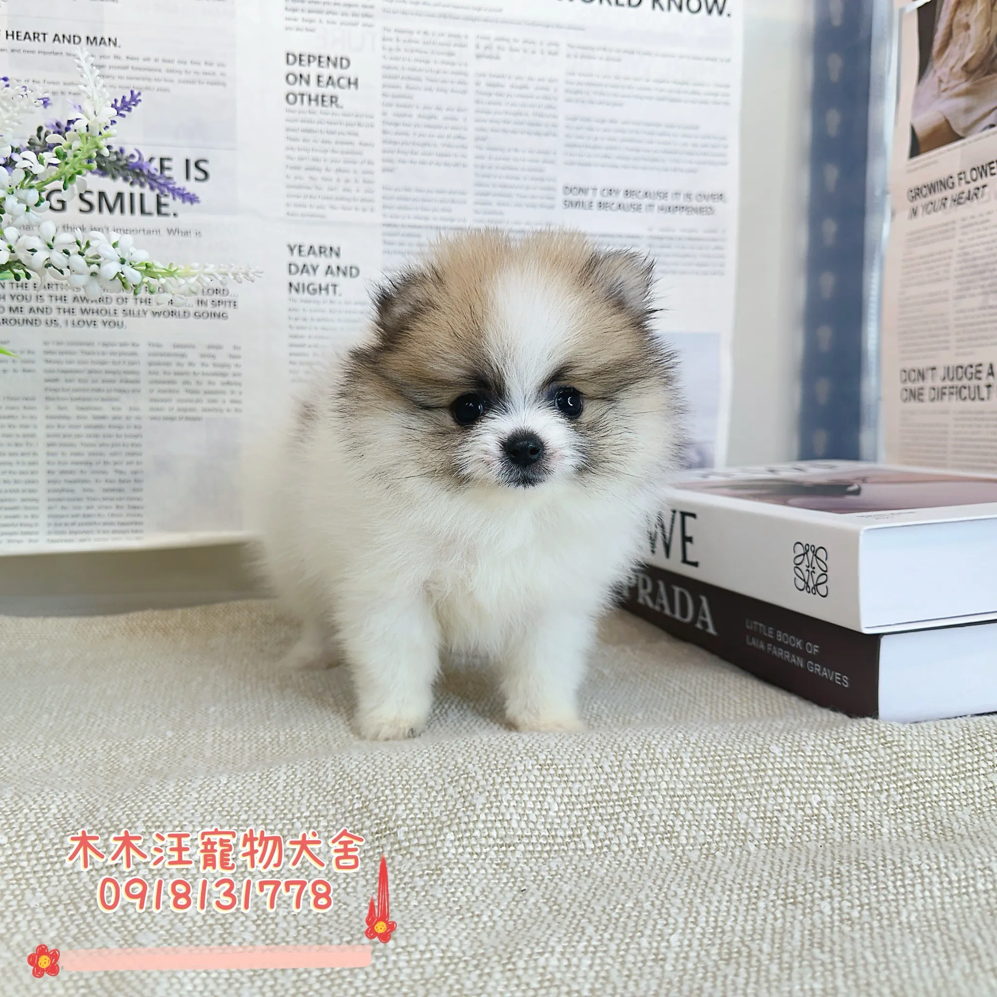 松鼠奶油花博美