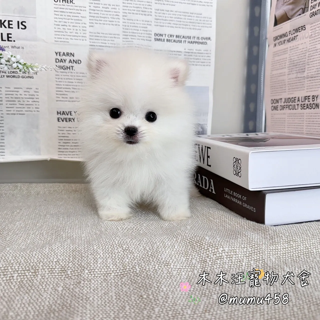 松鼠博美(白色)