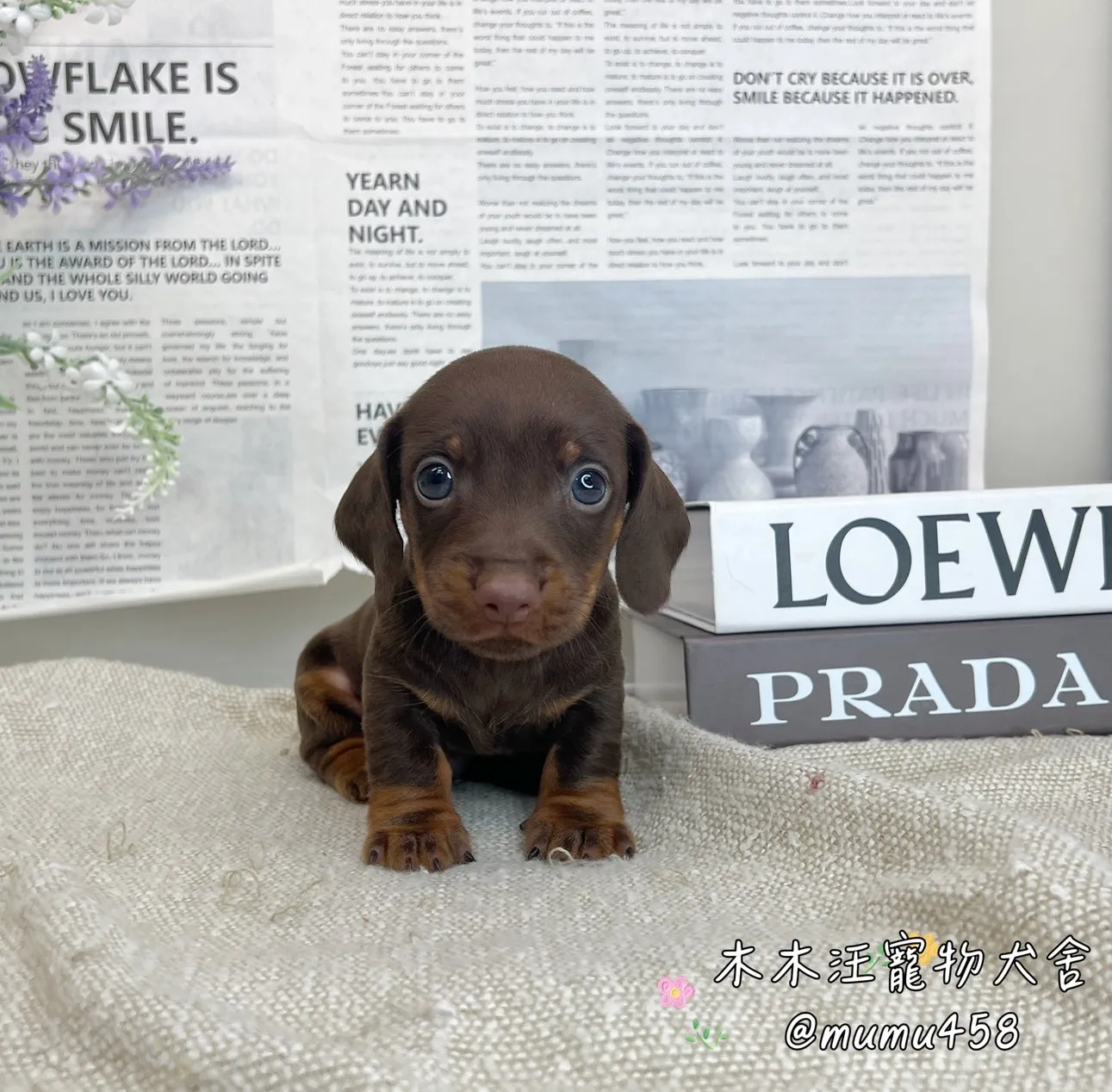 短毛臘腸(巧克力)